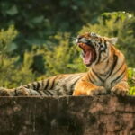 From Sawai Madhopur: Ranthambore National Park Jeep Safari - Is It Worth the Price?