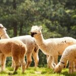 From Seoul: Private Custom Gapyeong Tour with English Driver - FAQ