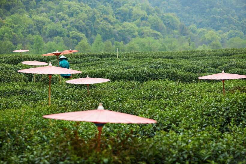 From Shanghai: Hangzhou Private Day Trip by Bullet Train - Exploring West Lake: The Iconic Scene of Hangzhou