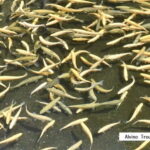 From Shinfuji: Fuji Nature Tour with Guide and Vehicle - Shiraito Falls: The Showstopper