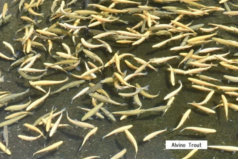 From Shinfuji: Fuji Nature Tour with Guide and Vehicle - Shiraito Falls: The Showstopper