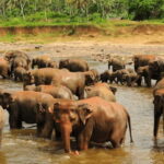 From Sigiriya: Kandy Trip with Elephant Orphanage Pinnawala - What Makes This Tour Stand Out?