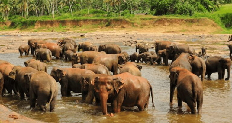 From Sigiriya: Kandy Trip with Elephant Orphanage Pinnawala - What Makes This Tour Stand Out?
