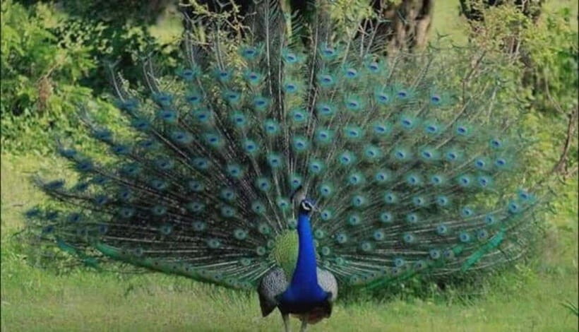 From Sigiriya : Kaudulla National Park Elephant Jeep Safari - What to Expect During Your Safari