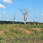 From Sigiriya: Kaudulla National Park Half-Day Jeep Safari - The Itinerary in Detail