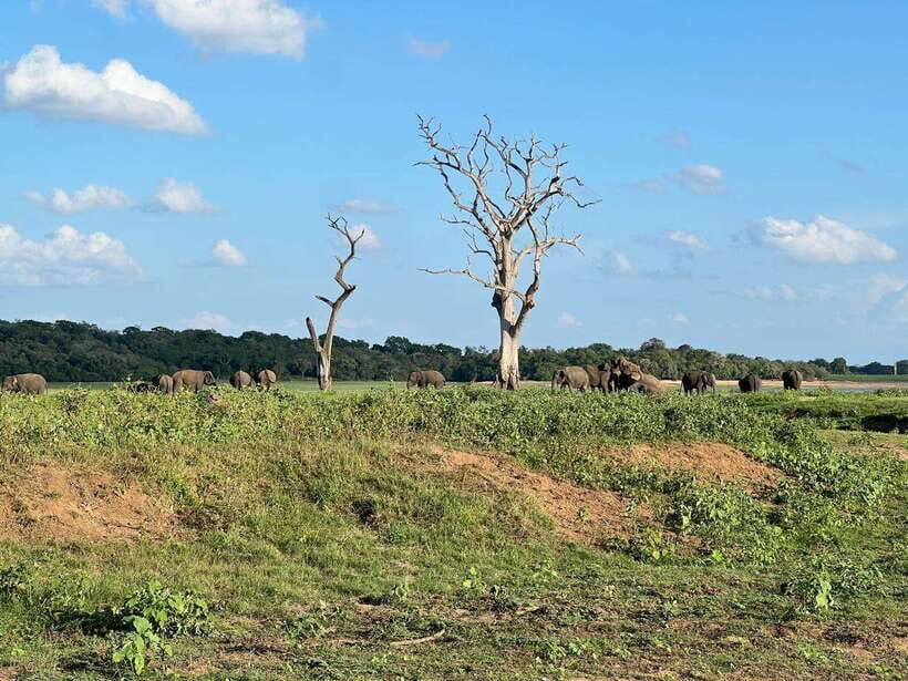 From Sigiriya: Kaudulla National Park Half-Day Jeep Safari - The Itinerary in Detail