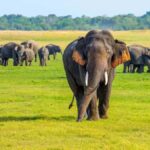 From Sigiriya: Minneriya National Park Eco Jeep Safari - Who Would Love This Safari?