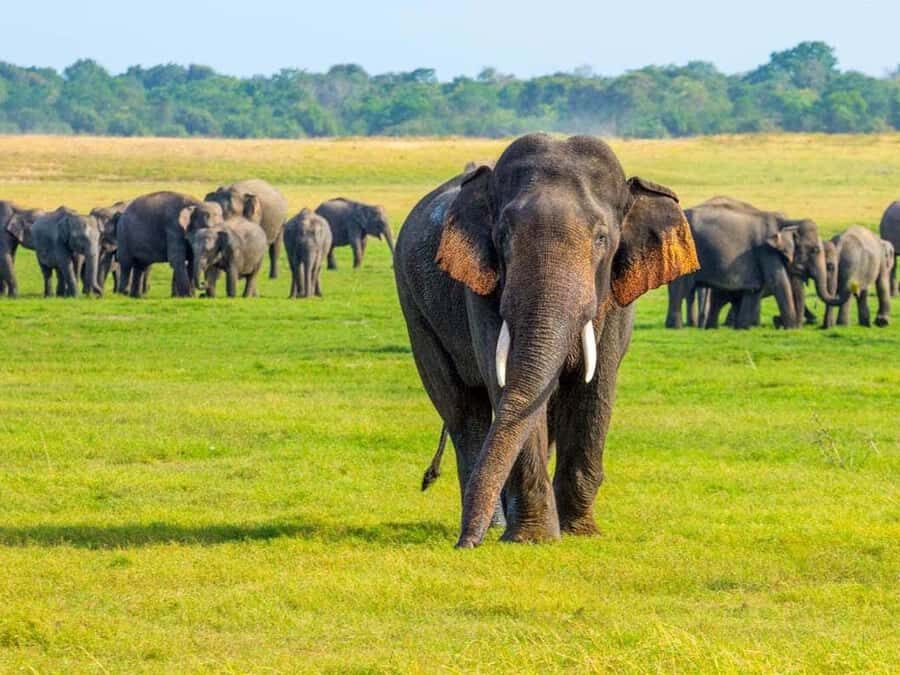 From Sigiriya: Minneriya National Park Eco Jeep Safari - Who Would Love This Safari?