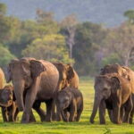 From Sigiriya: Minneriya National Park Elephant Safari - The Itinerary and What You Can Expect