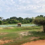 From Sigiriya: Private 4X4 Safari to Where the Elephants Are - What To Expect During Your Safari