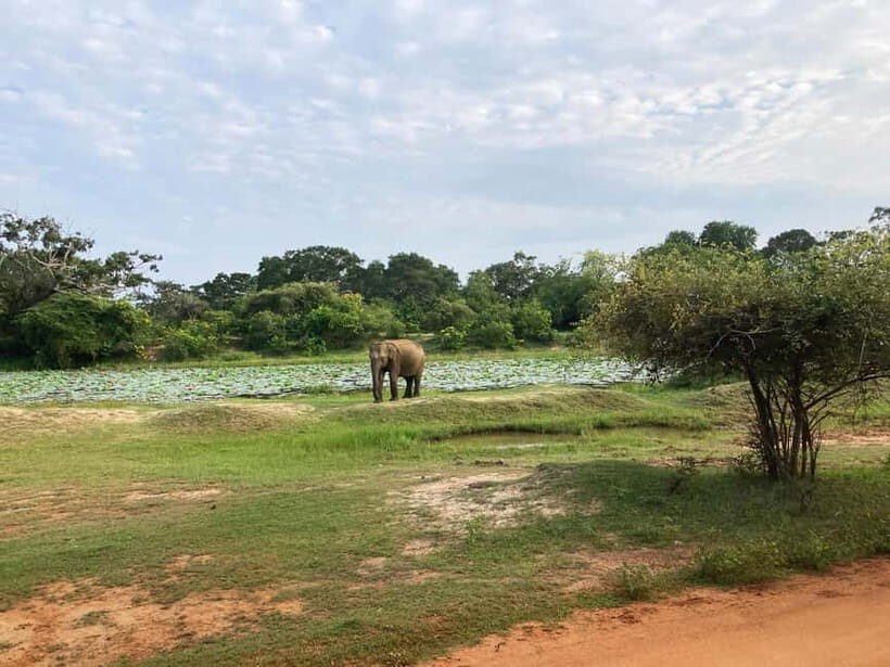 From Sigiriya: Private 4X4 Safari to Where the Elephants Are - What To Expect During Your Safari