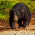 From Sigiriya: Wasgamuwa National Park Safari Adventure - Who Should Book This Experience?