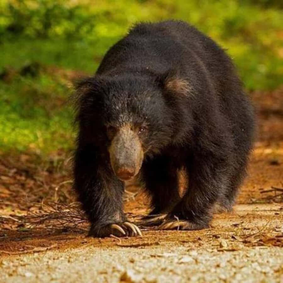 From Sigiriya: Wasgamuwa National Park Safari Adventure - Who Should Book This Experience?