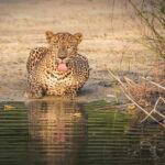 From Sigiriya: Wilpattu National Park Private Jeep Safari - The Wildlife and Scenery