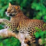 From South Coast: Sinharaja Rainforest Day Trip - Is This Tour Worth It?