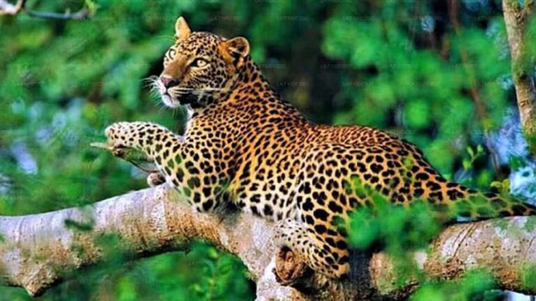 From South Coast: Sinharaja Rainforest Day Trip - Is This Tour Worth It?