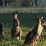 From Sydney: Australian Wildlife Safari with Lunch & Dinner - The Practical Side: Transport, Group Size, and Value