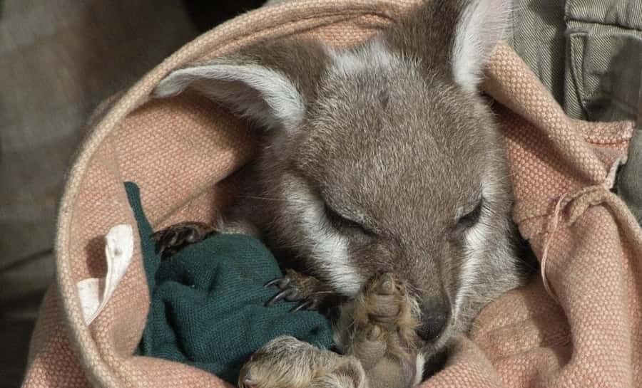 From Sydney: Blue Mountains Bushwalks & Featherdale Tour - A Deep Dive into the Tour Experience