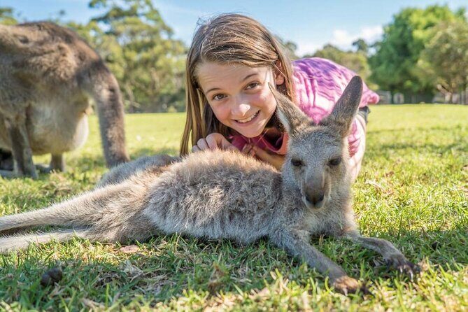 From Sydney: Day Tour to Jervis Bay with Beaches and Koalas - Who Will Love This Tour?