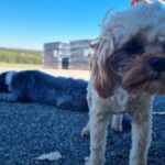 From Sydney: Hunter Valley Beer & Wine Group Tour - What Makes This Tour Stand Out?