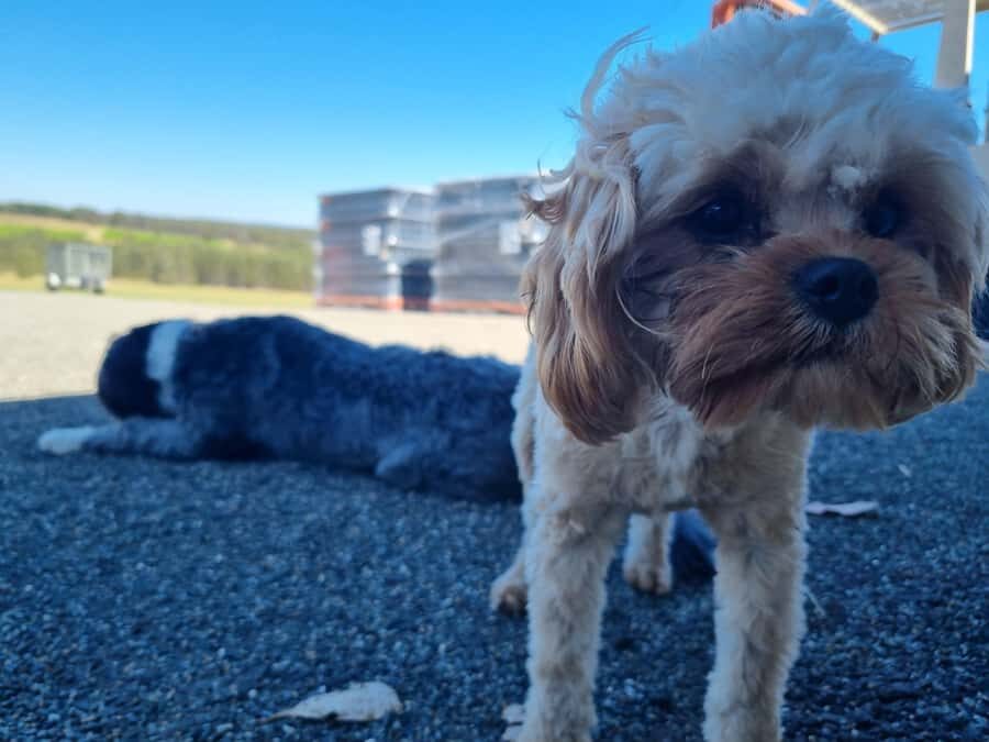 From Sydney: Hunter Valley Beer & Wine Group Tour - What Makes This Tour Stand Out?