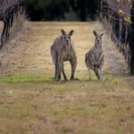 From Sydney: Hunter Valley Wine Tasting & Winery Picnic Tour - Insights from Travelers
