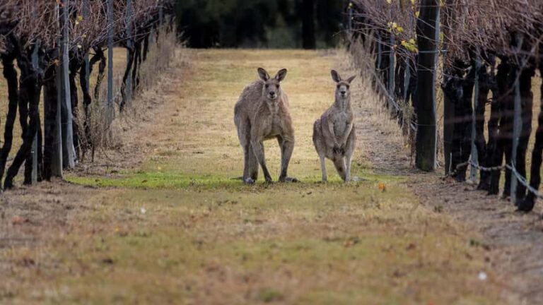 From Sydney: Hunter Valley Wine Tasting & Winery Picnic Tour - Insights from Travelers