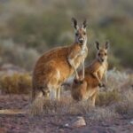 From Sydney: Kiama & South Coast Scenic Private Tour - The Transportation & Experience Quality