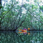 From Tagbilaran City/Panglao Island: Bohol Mangrove Kayaking - An In-Depth Look at the Mangrove Kayaking Tour in Bohol