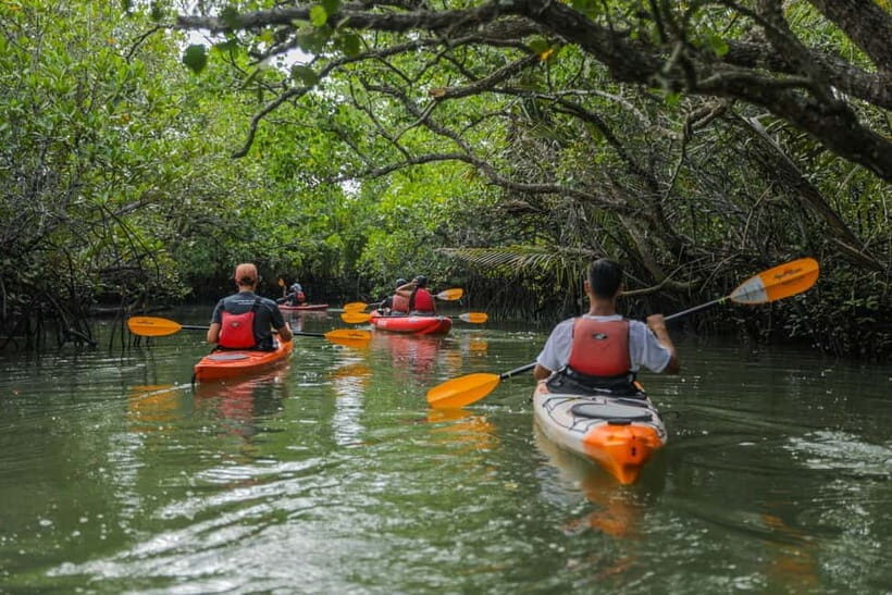 From Tagbilaran City/Panglao Island: Bohol Mangrove Kayaking - Who Will Love This Tour?
