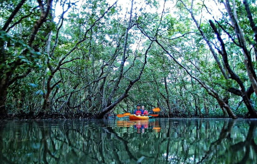 From Tagbilaran City/Panglao Island: Bohol Mangrove Kayaking - An In-Depth Look at the Mangrove Kayaking Tour in Bohol