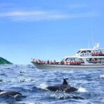 From Taipei to Yilan:Dolphins, Waves, and Whispering Trees - Practical Details and What to Expect