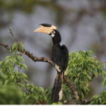 From Tangalle: All Inclusive Safari at Lunugamvehera Park - The Sum Up