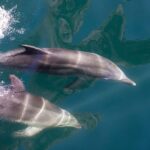 From Te Anau: Milford Sound Extended Cruise and Coach Tour - Practical Details: What You Need to Know