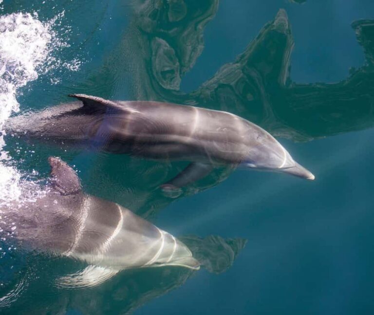 From Te Anau: Milford Sound Extended Cruise and Coach Tour - Practical Details: What You Need to Know