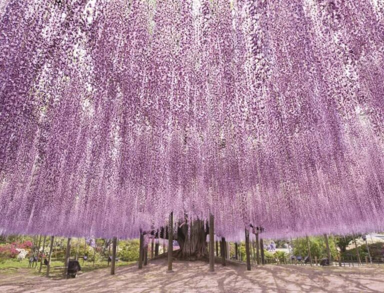 From Tokyo: Ashikaga Flower Park and Hitachi Park Tour - Logistics and Practical Details