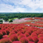 From Tokyo: Hitachi seaside Park & Oarai Isosaki Shrine Tour - What Makes This Tour Stand Out