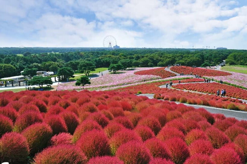 From Tokyo: Hitachi seaside Park & Oarai Isosaki Shrine Tour - What Makes This Tour Stand Out