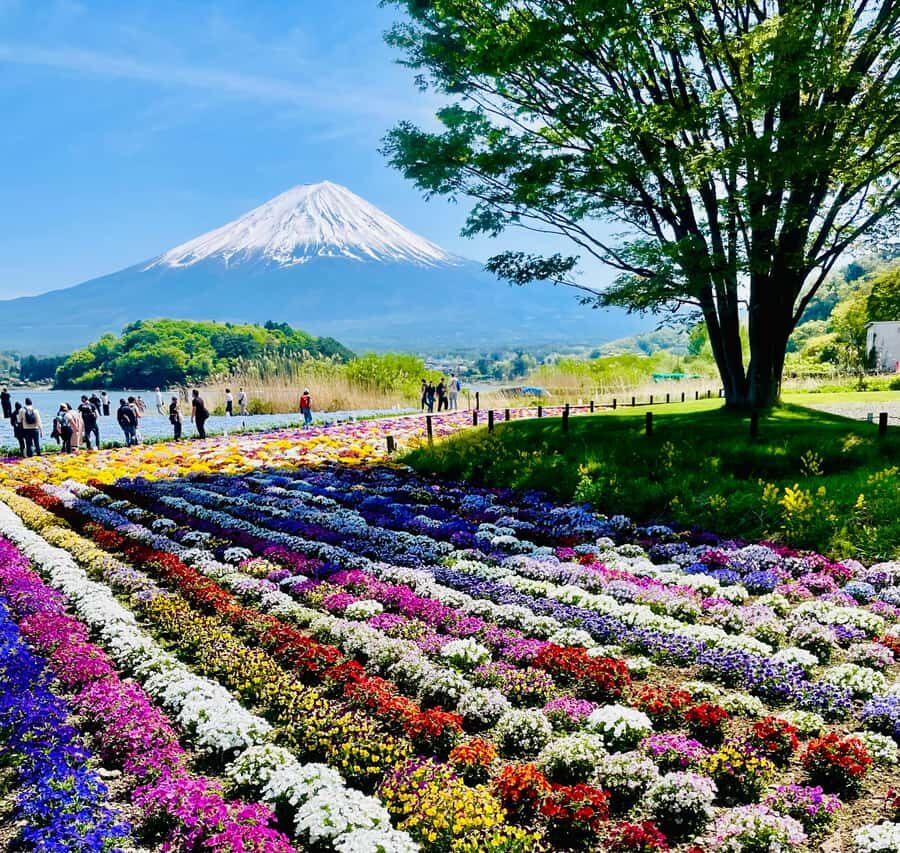From Tokyo: Mount Fuji Full Day Customizable Private Tour - Who Is This Tour Best For?