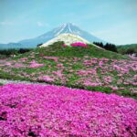 From Tokyo: Mount Fuji Instagram Spots 1-Day Private Tour - Detailed Breakdown of the Itinerary