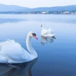 From Tokyo: Mt. Fuji 6 Attractions: Lake Kawaguchi, Oshino Hakkai - Tour Overview: A Practical Look at What You Get