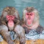 From Tokyo: Nagano Day Private Tour With English Driver - The Itinerary: What to Expect