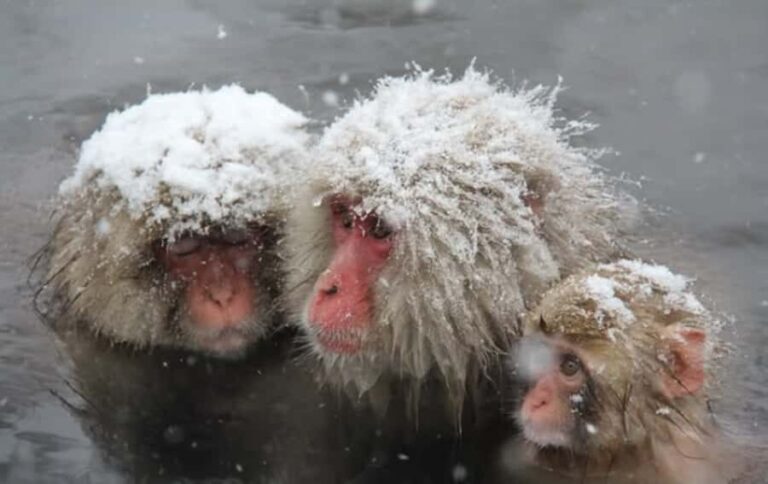 From Tokyo: Nagano Day Private Tour With English Driver - Dissecting the Itinerary