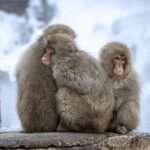From Tokyo: Nagano, Monkeys, Zenkoji Temple Private Day Trip - Detailed Breakdown of the Tour’s Value