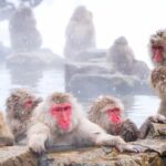 From Tokyo/Nagano : Private Snow Monkeys Park Full Day Trip - Why This Tour Is a Great Choice