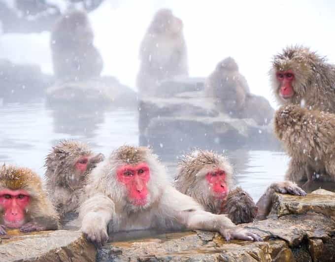 From Tokyo/Nagano : Private Snow Monkeys Park Full Day Trip - Why This Tour Is a Great Choice
