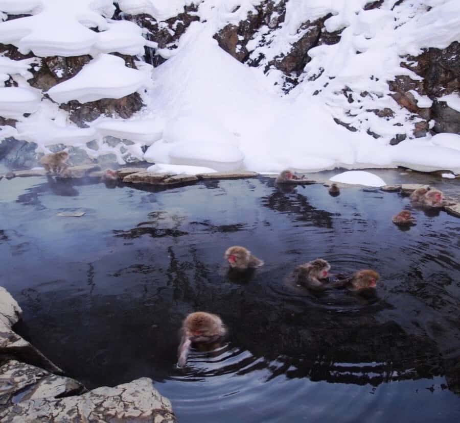 From Tokyo: Nagano Private Tour with English-Speaking Driver - Whats Included and the Overall Experience