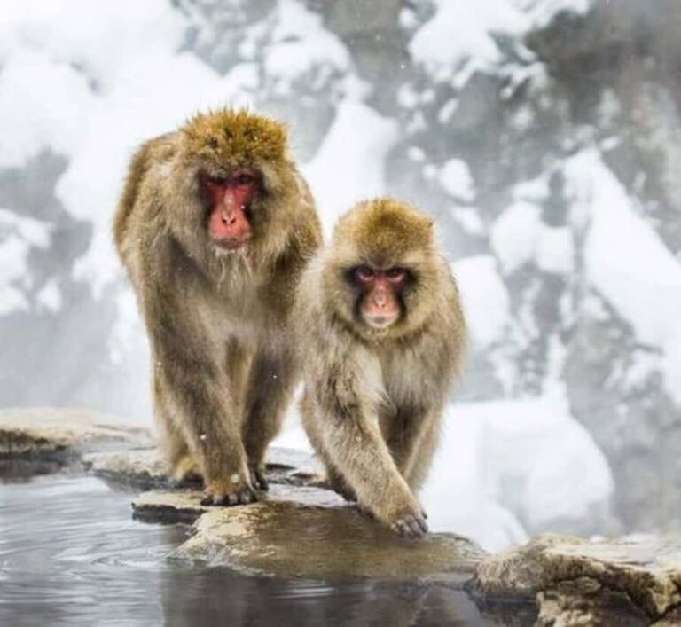 From Tokyo: Nagano Private Tour with Snow Monkeys - Who Is This Tour Best For?