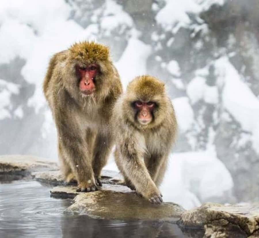 From Tokyo: Nagano Private Tour with Snow Monkeys - Who Is This Tour Best For?