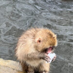 From Tokyo: Nagano Snow Monkey Park Zenkoji Temple Day Trip - Why Choose This Tour?